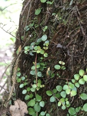 Phasmatinae