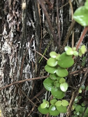Phasmatinae