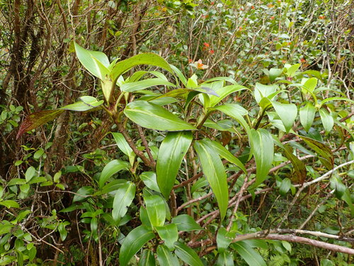 Kadua tryblium, 2019-04-04