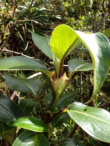Kadua tryblium, 2020-05-14
