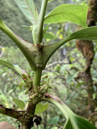Kadua tryblium, 2020-12-09