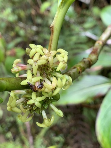 Kadua tryblium, 2021-08-10