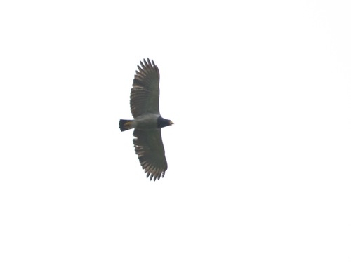 Barred Hawk (Morphnarchus princeps), photo 5