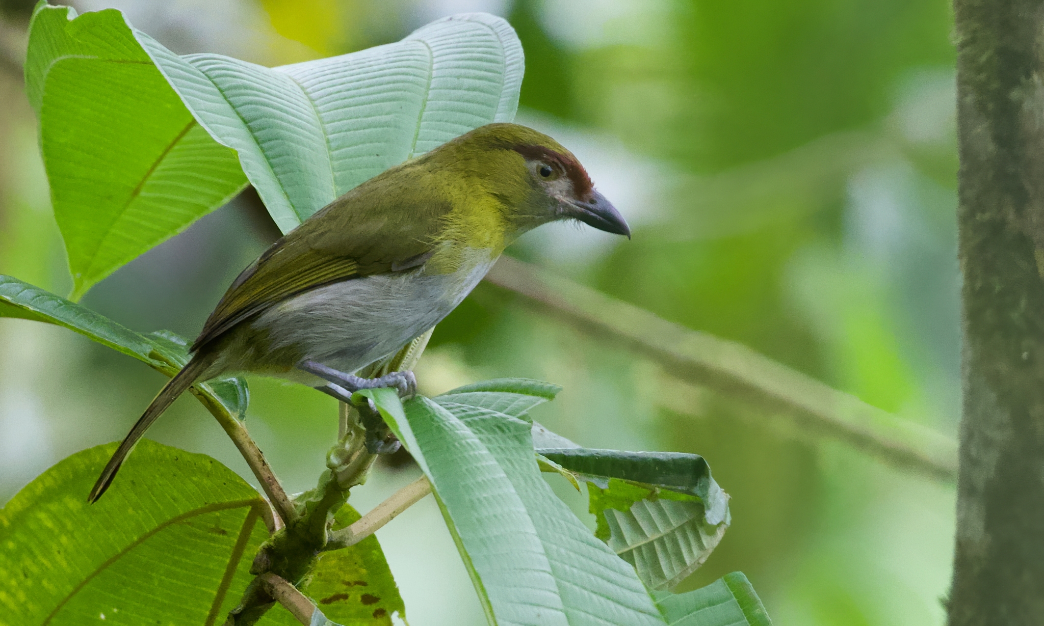 Black-billed Peppershrike (Cyclarhis nigrirostris), photo 9