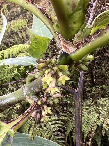Kadua tryblium, 2023-01-10