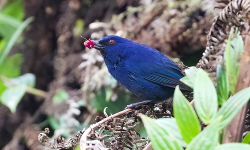 Indigo Flowerpiercer (Diglossa indigotica), photo 2