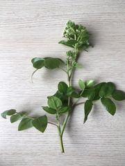 Scandia rosifolia