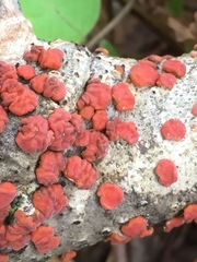 Peniophora rufa image