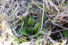 Plantago spathulata