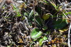 Plantago spathulata
