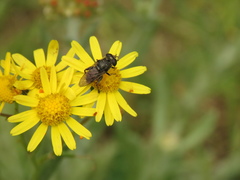 Asemosyrphus mexicanus