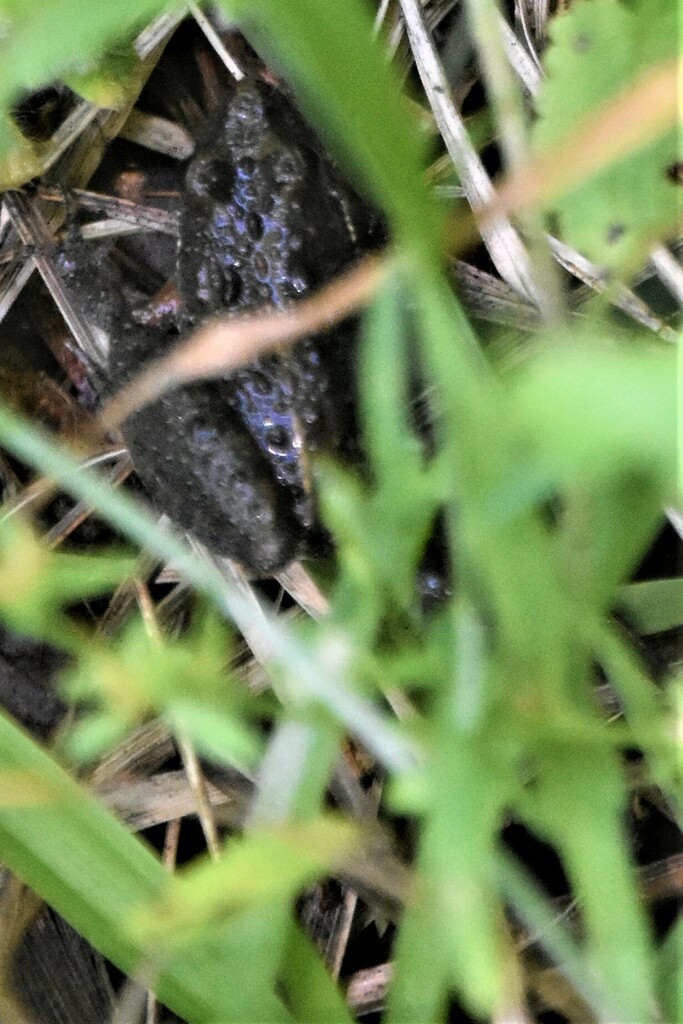 Cricket Frogs from 3600 Indian Mound Rd, Tallahassee, FL 32303, USA on March 29, 2023 at 1234
