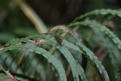 Caltoris cahira austeni