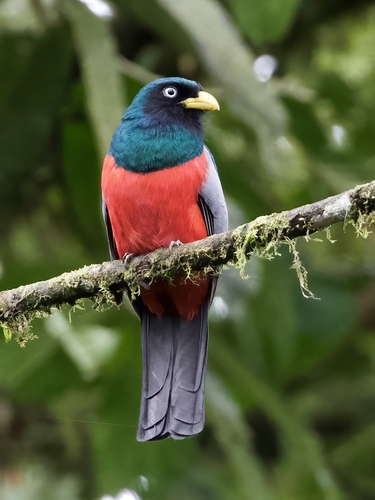 Blue-tailed Trogon