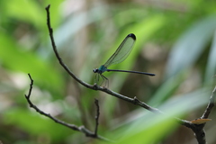 Psolodesmus mandarinus dorothea
