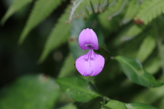 Dicliptera tinctoria