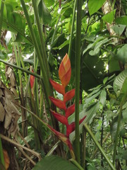 Heliconia uxpanapensis