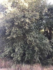 Quercus agrifolia oxyadenia