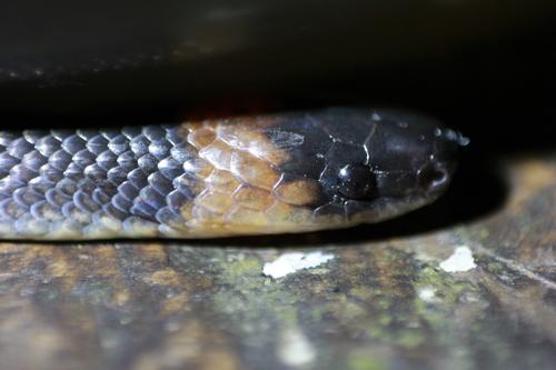 Hallowell's Coffee Snake, Ninia atrata