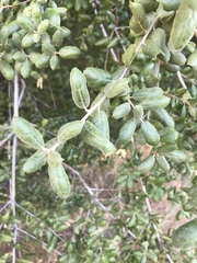 Quercus agrifolia oxyadenia