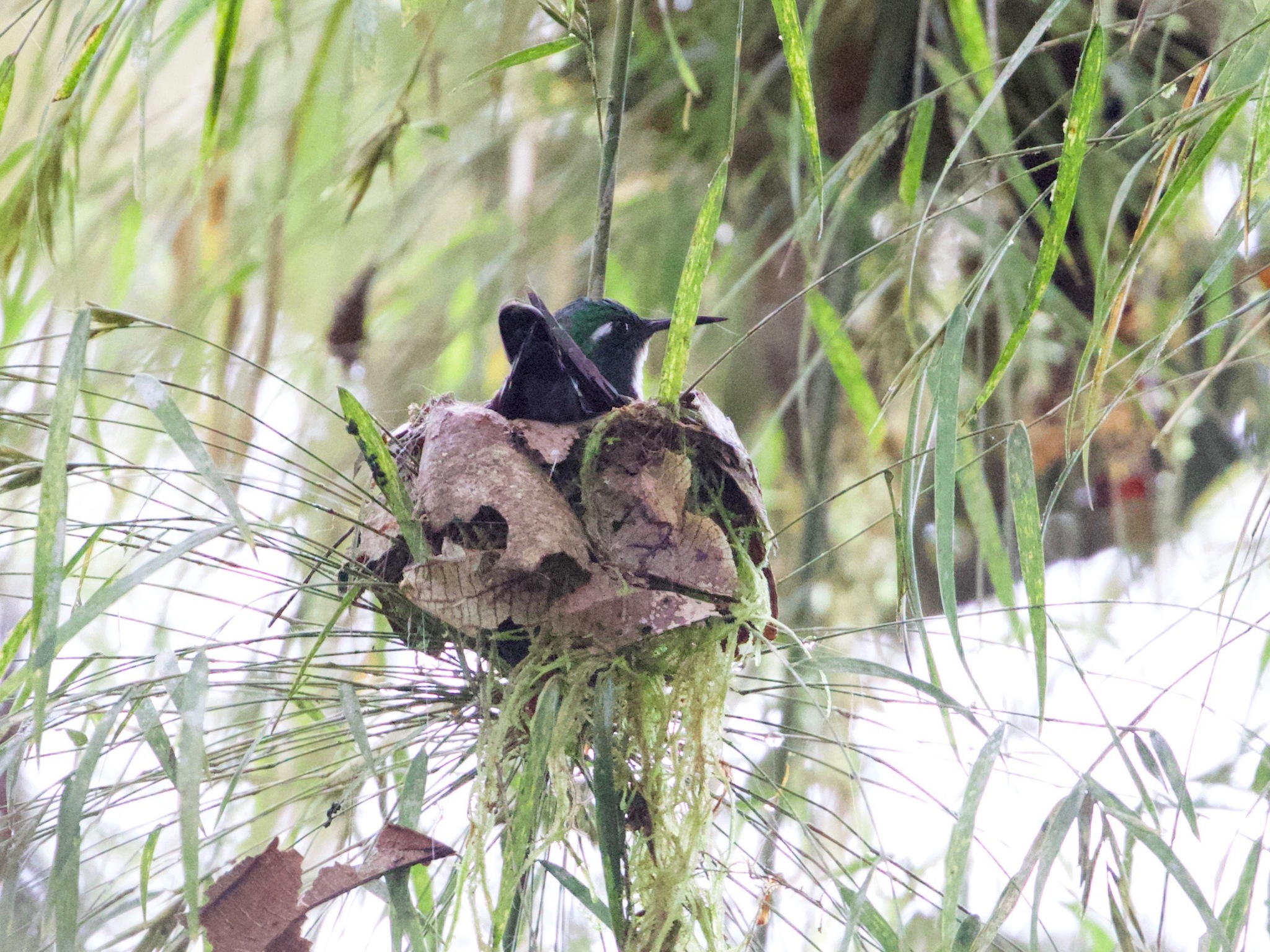 White-throated Daggerbill (Schistes albogularis), photo 7