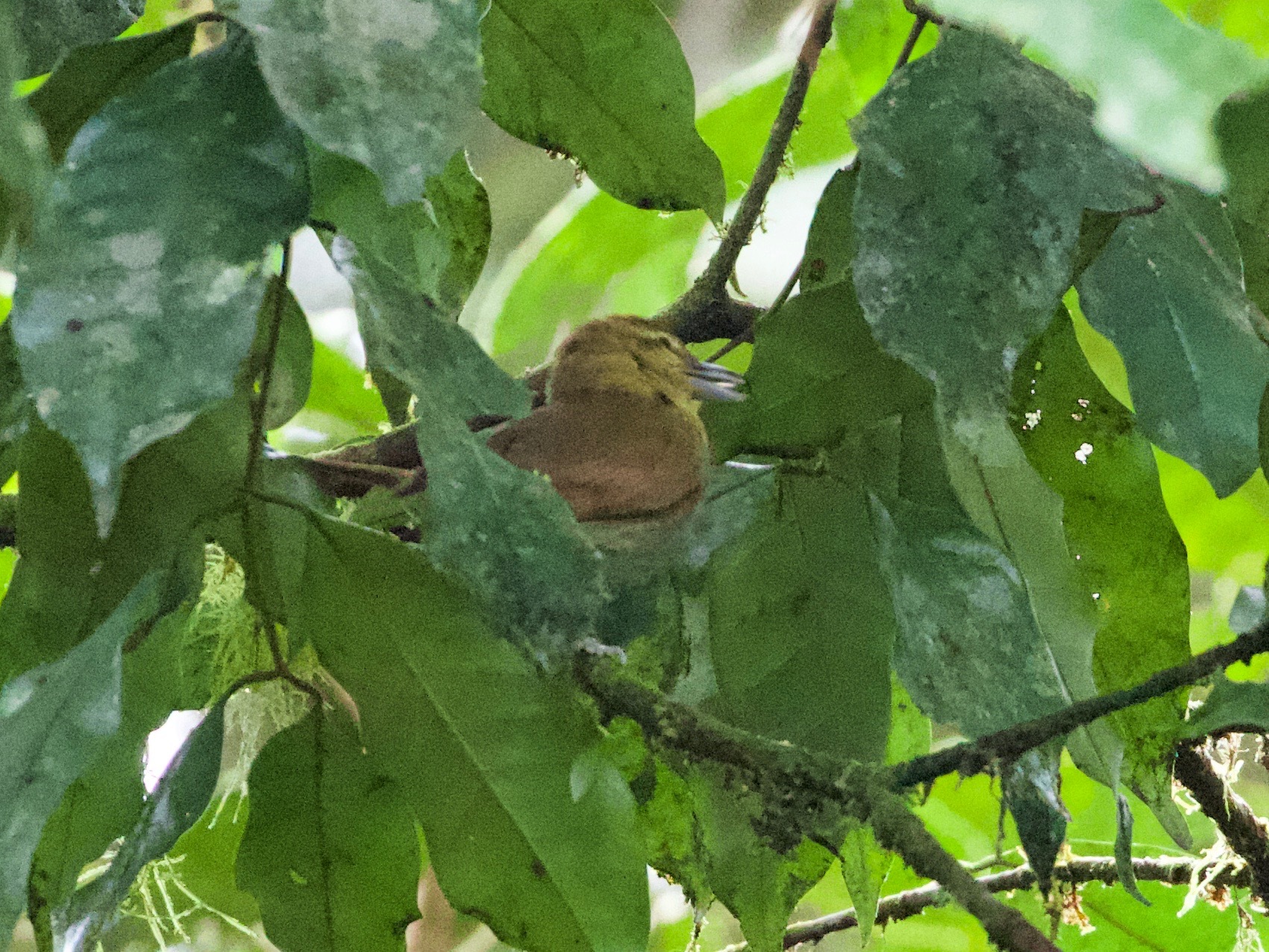 Russet Antshrike (Thamnistes anabatinus), photo 6