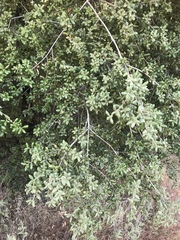 Quercus agrifolia oxyadenia