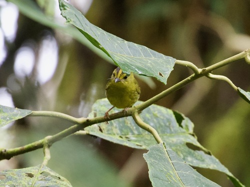 Choco Warbler (Myiothlypis chlorophrys), photo 1