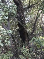 Quercus agrifolia oxyadenia