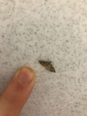 Alucita montana