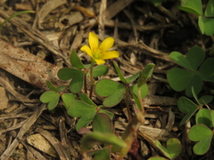 Oxalis corniculata