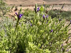 Lavandula mairei image