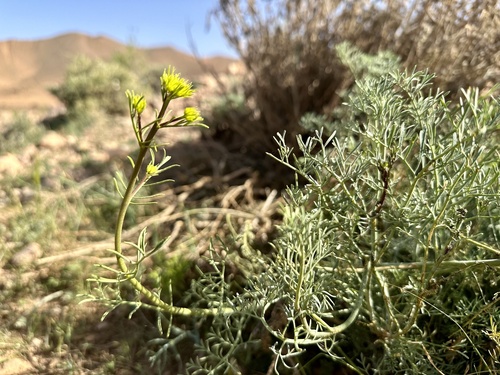 Mountain Rue