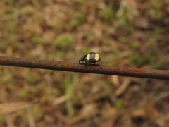 Toxotoma flavofasciata