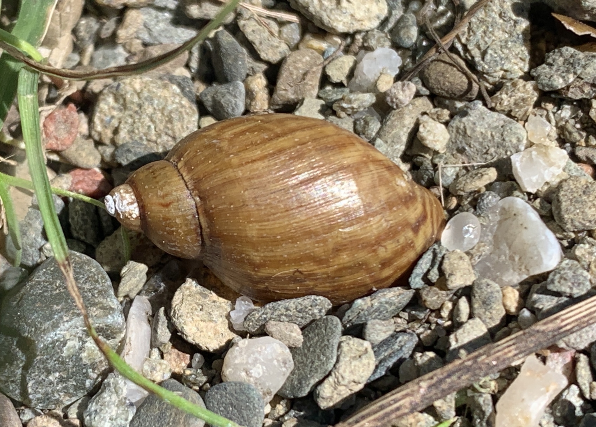 Chilinidae