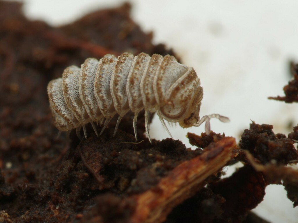 Sand Pill-millipede