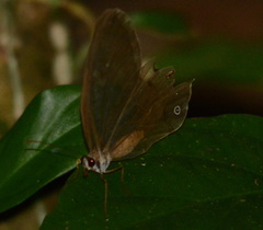 Haetera piera