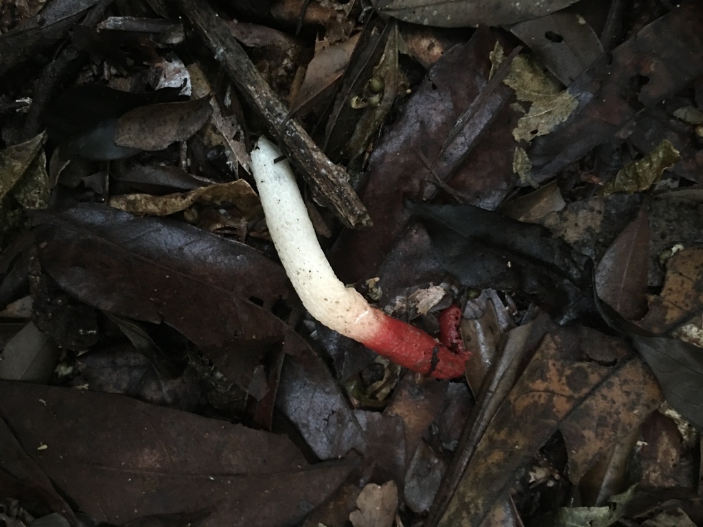 Mutinus argentinus · March 2023 · photo: © deboas (iNaturalist, cc0)