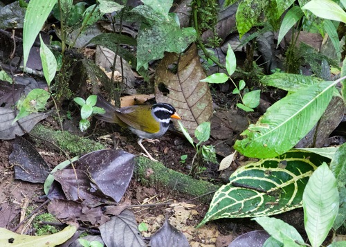 Orange-billed Sparrow (Arremon aurantiirostris), photo 4