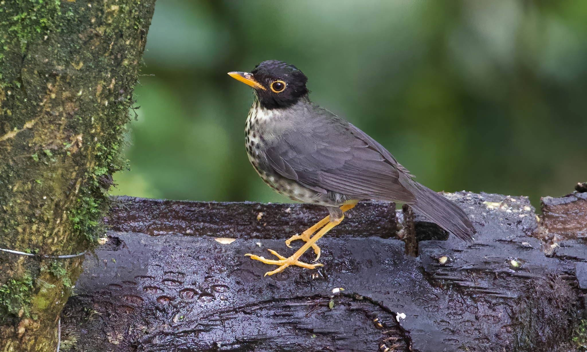 Yellow-throated Nightingale-Thrush (Catharus dryas), photo 5