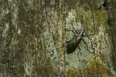 Strongylium auratum