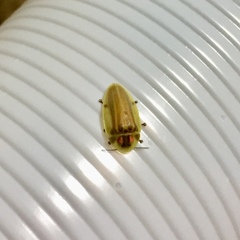 Aspisoma physonotum