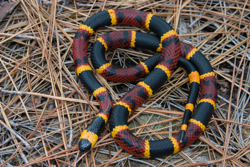 Eastern Coral Snake (Micrurus fulvius)