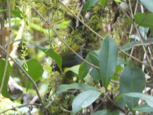 Slaty-bellied Tesia (Tesia olivea), photo 8