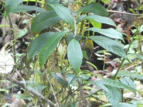 Slaty-bellied Tesia (Tesia olivea), photo 6