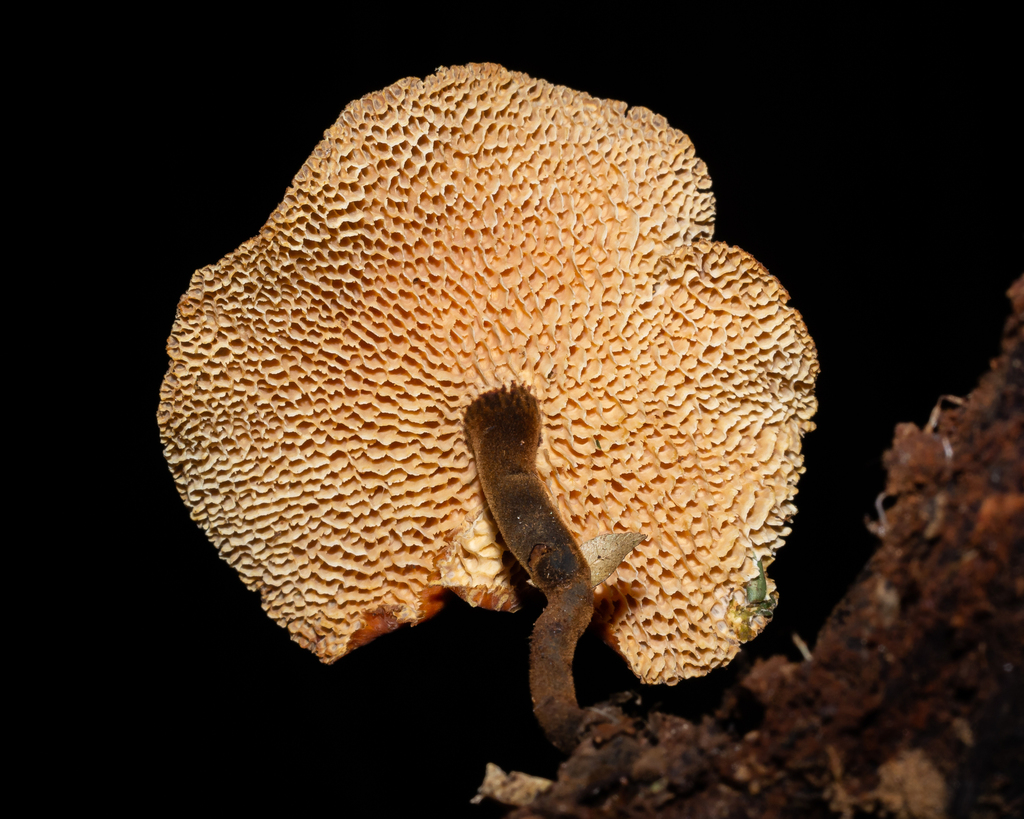 Polyporus puttemansii