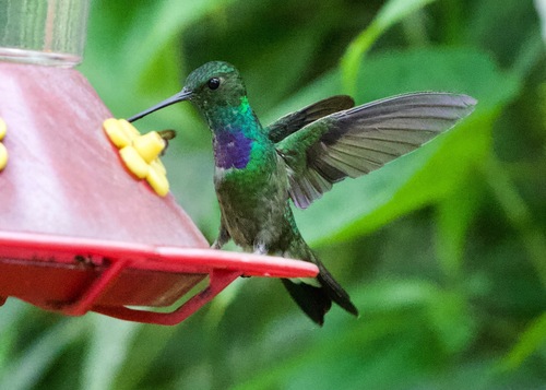 Purple-chested Hummingbird (Polyerata rosenbergi), photo 6