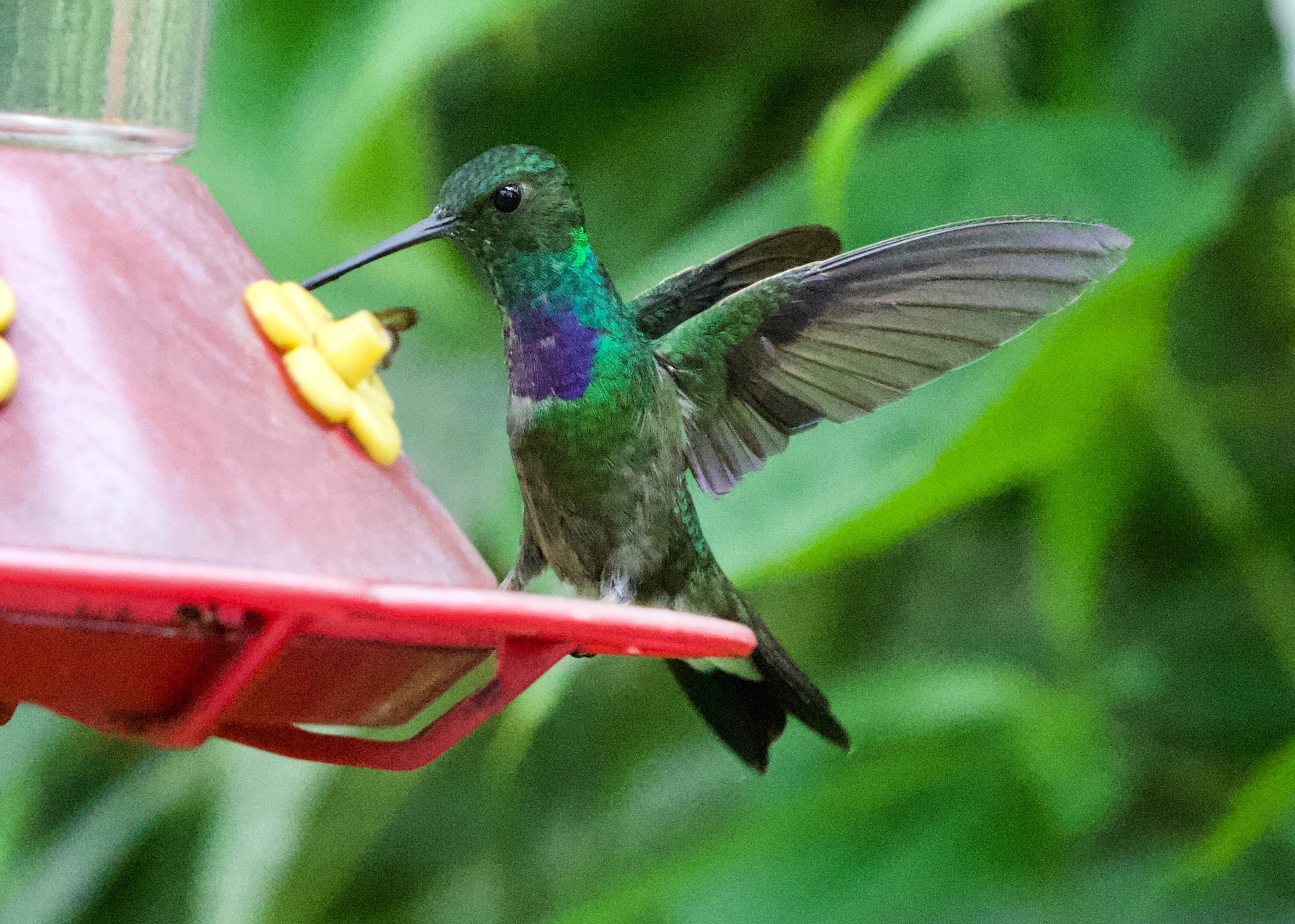 Purple-chested Hummingbird (Polyerata rosenbergi), photo 2