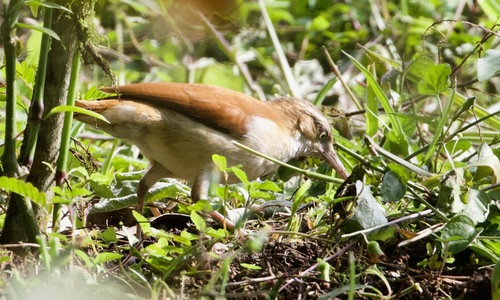 Pale-legged Hornero (Pacific)