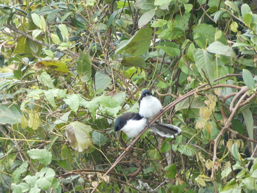 Dark-backed Sibia (Heterophasia melanoleuca), photo 6